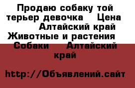 Продаю собаку той терьер девочка  › Цена ­ 100 - Алтайский край Животные и растения » Собаки   . Алтайский край